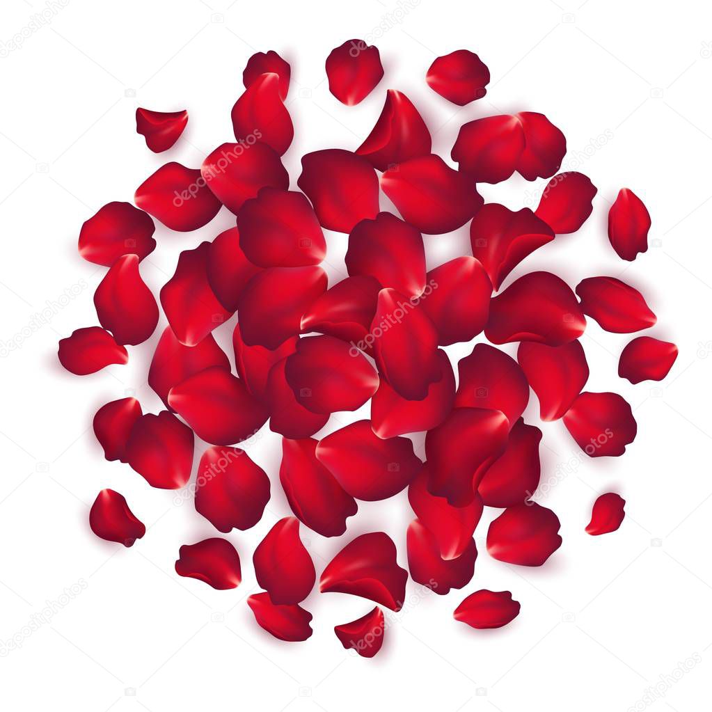 Falling red rose petals isolated on white background. Vector illustration