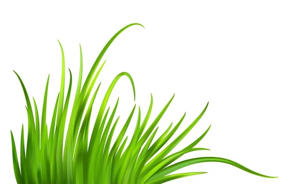 Frash lente groen gras achtergrond. Vectorillustratie — Stockvector