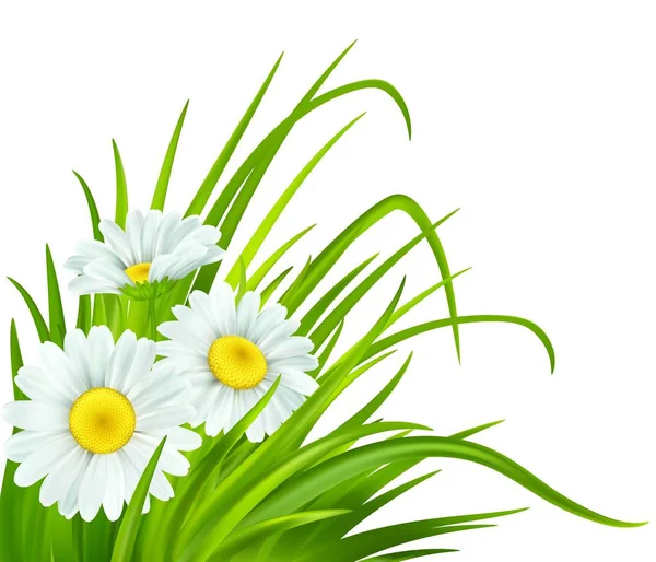 Fondo de primavera con margaritas y hierba verde fresca. Ilustración vectorial — Vector de stock