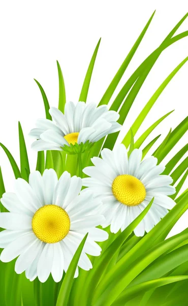 Fondo de primavera con margaritas y hierba verde fresca. Ilustración vectorial — Vector de stock