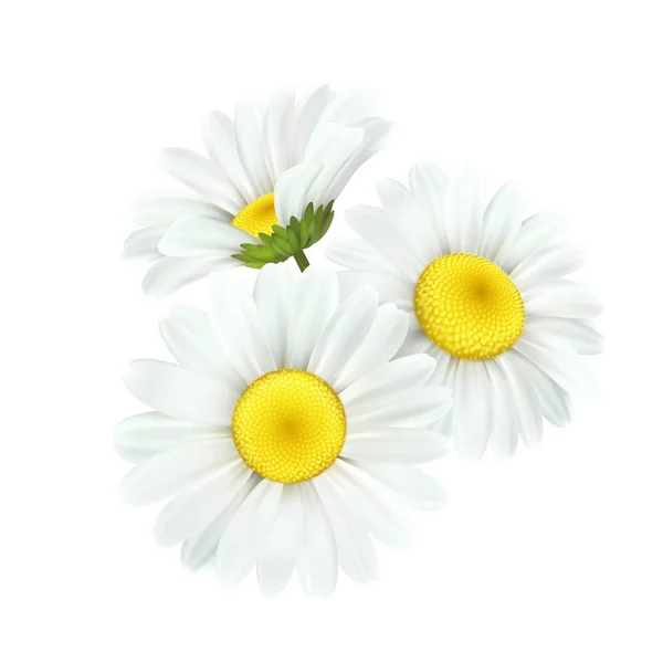 Flor de margarita de manzanilla aislada sobre fondo blanco. Ilustración vectorial — Vector de stock