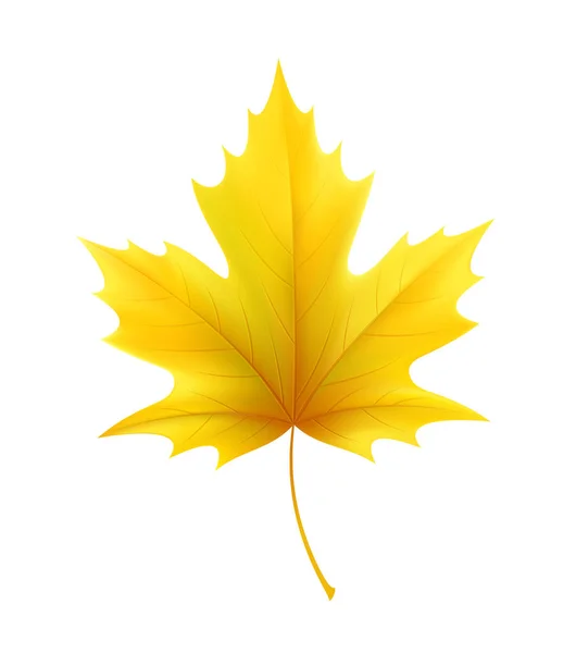 Autumn yellow maple leaf leaves. Vector illustration — Stock Vector