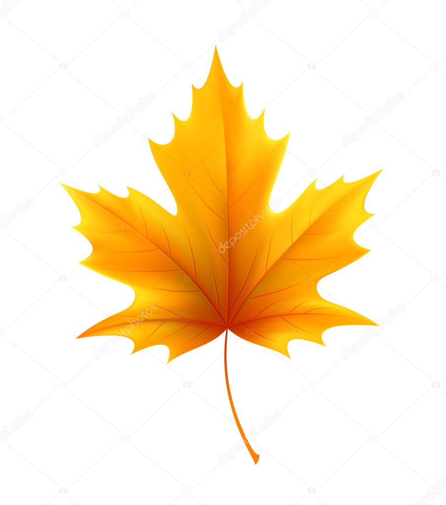 Autumn yellow maple leaf leaves. Vector illustration