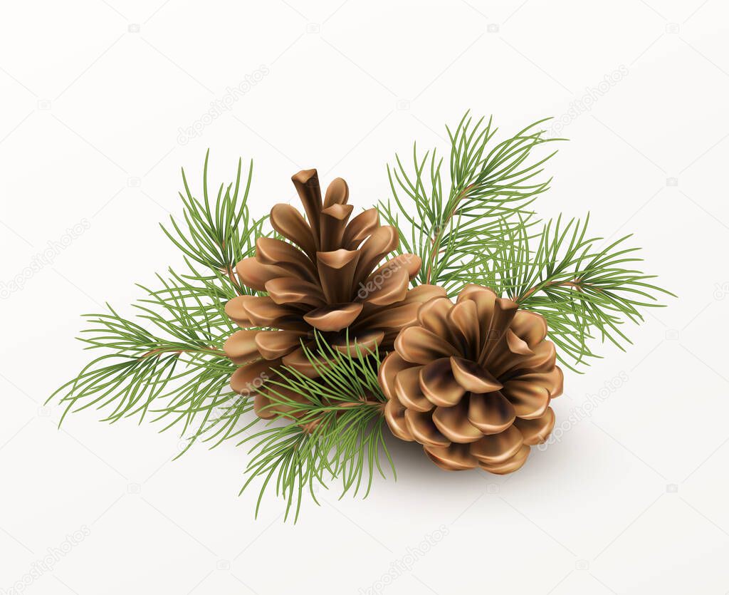 Pine cone with a branch of spruce needles isolated on a white background. Realistic vector illustration