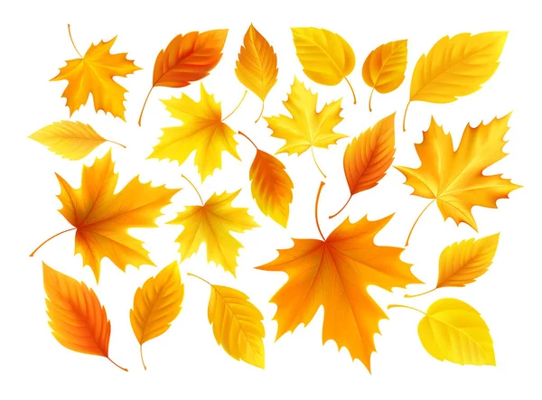 Set van realistische herfst gele, rode, oranje bladeren geïsoleerd op een witte achtergrond. Vectorillustratie — Stockvector