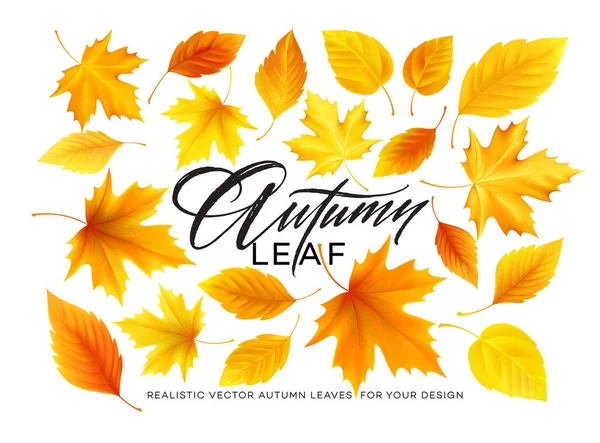 Conjunto de hojas realistas de color amarillo otoño, rojo, naranja y letras otoñales aisladas sobre un fondo blanco. Ilustración vectorial — Vector de stock
