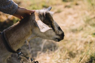 kız inme keçi elleri açık havada yakın