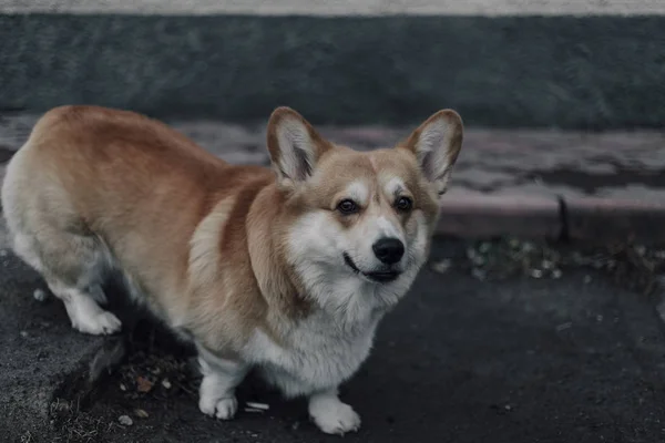 Porträt des jungen lächelnden Hundes welsh corgi pembroke posiert draußen — Stockfoto