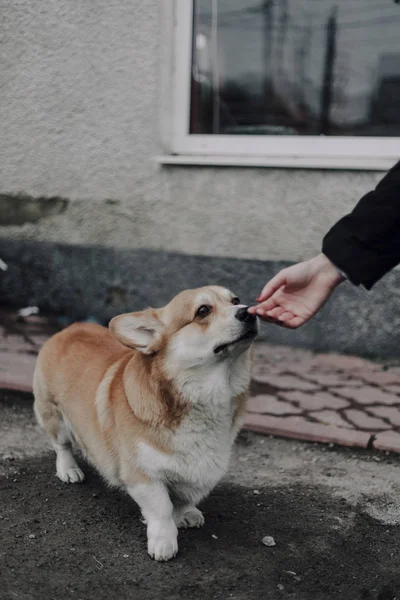 Porträt des jungen lächelnden Hundes welsh corgi pembroke posiert draußen — Stockfoto
