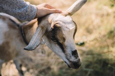 kız inme keçi elleri açık havada yakın