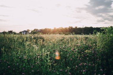 Yaz dağında sihirli pembe rhododendron çiçekleri. Karpat