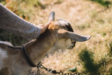 kız inme keçi elleri açık havada yakın