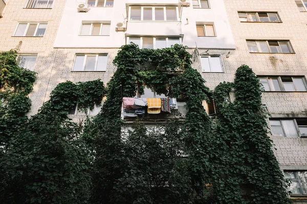 Hiedra verde envuelta alrededor de la casa. cosas secas en el balcón —  Fotos de Stock