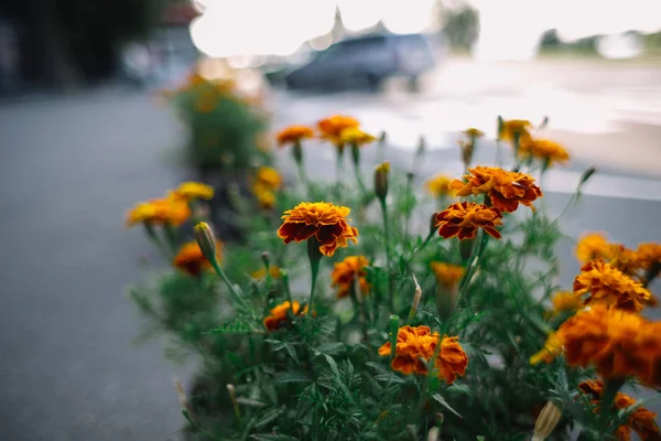 Tagetes patula fransız kadife çiçeği çiçek, çiçek turuncu sarı demet, yeşil yapraklar