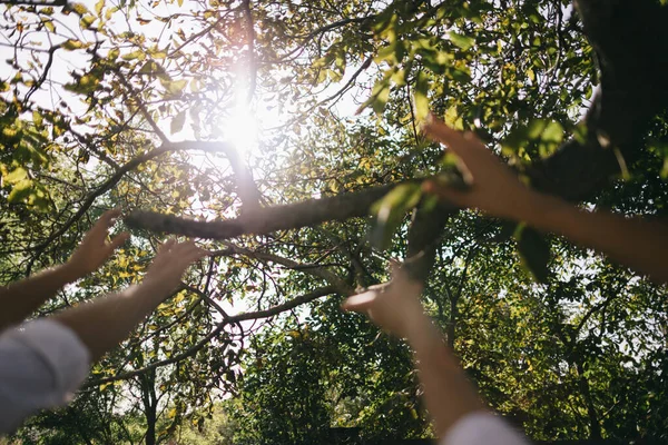 Las Manos Alcanzan Sol Detrás Del Árbol Manos Borrosas —  Fotos de Stock