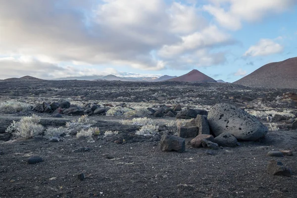 Lava Velden Met Grote Zwarte Rotsen Groene Struiken Lava Stromen — Stockfoto