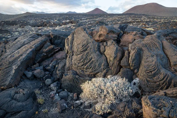 Zwarte Lavastenen Heester Met Lava Veld Bergen Rug Restinga Hierro — Stockfoto