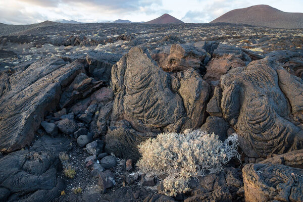 Black lava stones and bush with lava field mountains in the back, La Restinga, El Hierro, Canary Islands, Spain