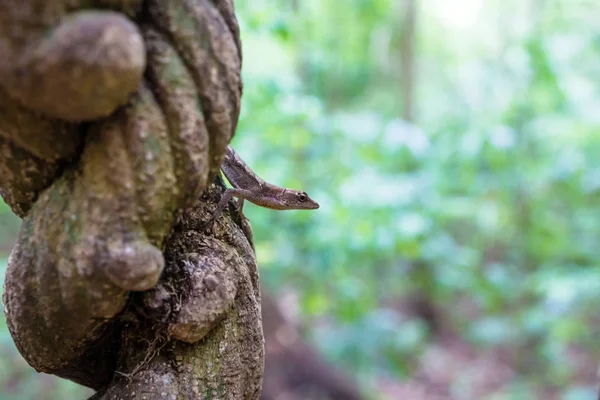 Close Lagarto Sentado Uma Liana Selva Tikal Guatemala América Central — Fotografia de Stock