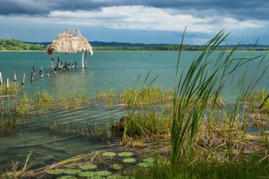Ot ve searoses, göl kıyısı üzerinde sopa, El Shoot, Peten, Guatemala oturan kuşlar ile sabitlemek