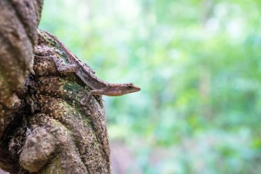 Bir kertenkele bir liana Tikal, Guatemala, Orta Amerika'nın yeşil orman üzerinde yakın çekim