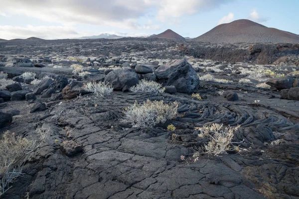 Lava Velden Met Zwarte Rotsen Struiken Lava Stromen Restinga Hierro — Stockfoto