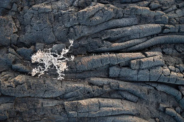 Lav dize oluşumu bir kuru bush ve güneş ışığı ile kapatın, El Hierro, Kanarya Adaları, İspanya