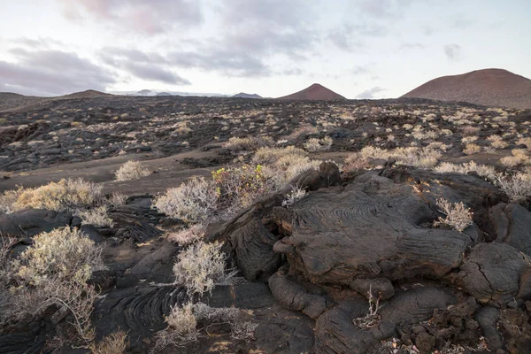 Lava Velden Met Rotsen Lava Stromen Zonsondergang Restinga Hierro Canarische — Stockfoto
