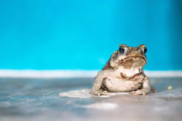 Close up of a frog in front of light blue wall at a house, El Remate, Guatemala, Central America