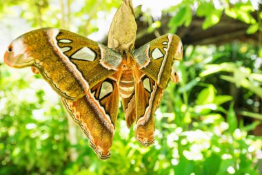 Attacus Sezar, büyük güve kelebek Saturniidae aile kahverengi turuncu renklerle Bohol, Filipinler