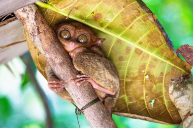 Tarsier Bohol, Filipinler, Asya arkadaki büyük yeşil yaprağı dal iri gözlü