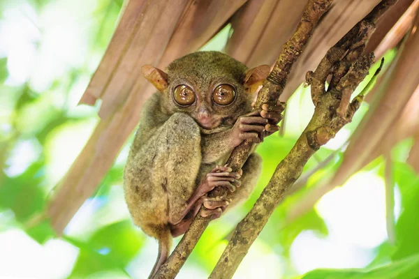 眼镜猴大眼睛在薄荷岛 菲律宾 亚洲分行 — 图库照片