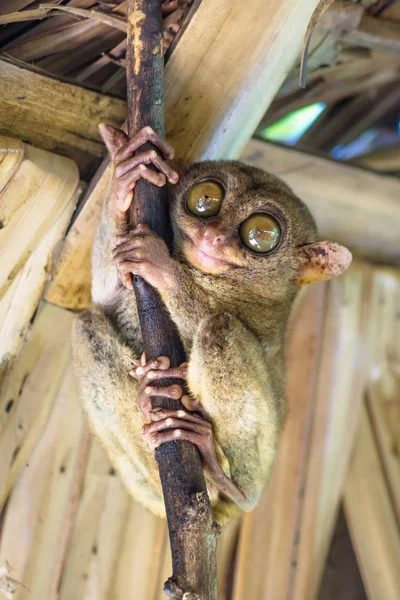 Πιό Tarsier Μεγάλα Μάτια Ένα Κλαδί Στη Καλύβα Στην Bohol — Φωτογραφία Αρχείου