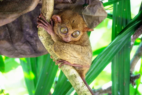 Kleine Tarsier Met Grote Ogen Een Tak Naar Beneden Kijken — Stockfoto