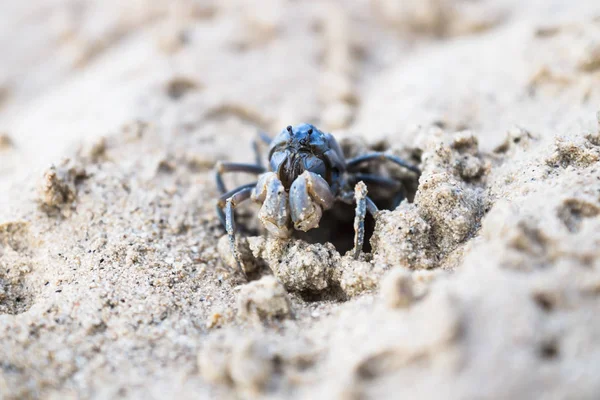 Blå Liten Krabba Ett Hål Mitten Den Vita Stranden Siquijor — Stockfoto