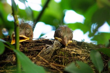 İki yeni doğan Blackbird kız gizli bir yuvaya, Salzburg, Avusturya