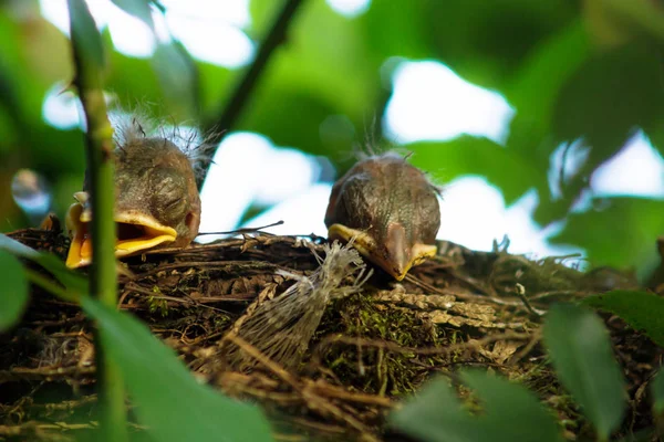 Dwa Noworodka Piskląt Blackbird Ukryte Gniazdo Salzburg Austria — Zdjęcie stockowe