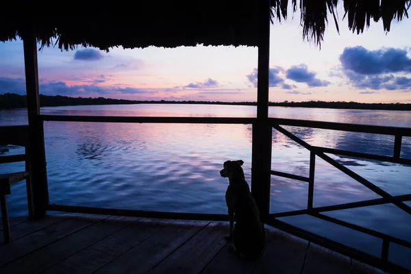 Собака наблюдает закат в лагуне на причале с соломенной крышей в Утиле, Гондурасе, Центральной Америке — стоковое фото