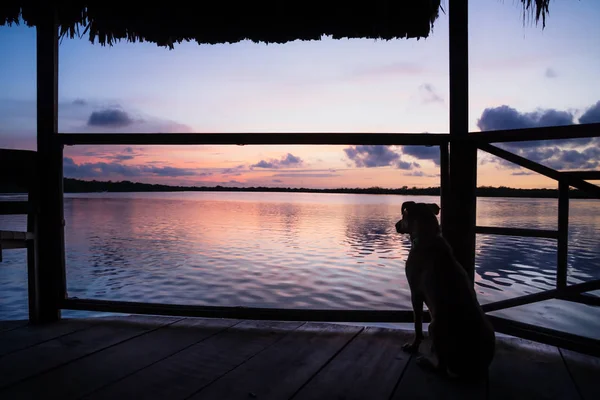 Собака наблюдает закат в лагуне на причале в Утиле, Гондурас, Центральная Америка — стоковое фото