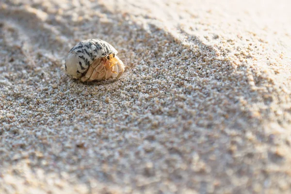 Small Hermit Crab Shined Sun Sand Island Koh Mook Thailand — Stock Photo, Image