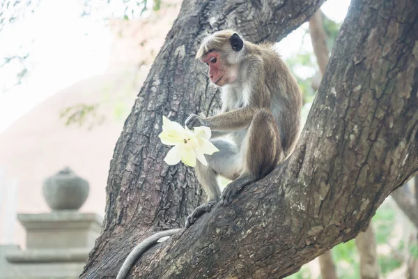 Mono comiendo la ofrenda de loto en un templo en Anuradhapura, Sri Lanka, Asia —  Fotos de Stock