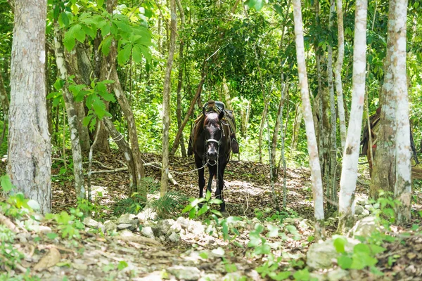 At Peten El Shoot, Guatemala, Orta Amerika yakınındaki ormanda palan
