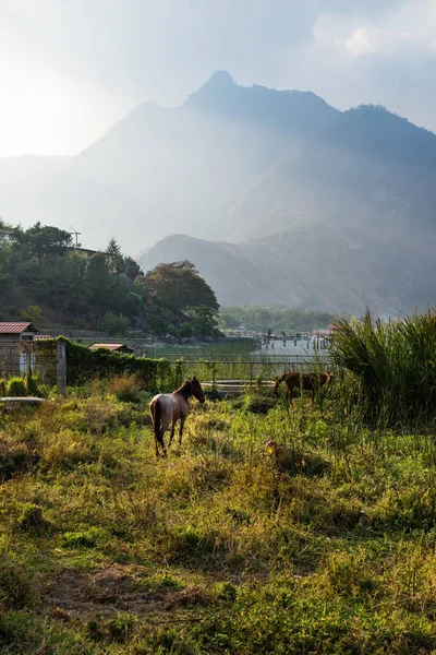 Ló a réten Lago Atitlan mentén a hegy csúcs függőleges, San Juan la szálláshely Laguna, Guatemala, Közép-Amerika — Stock Fotó