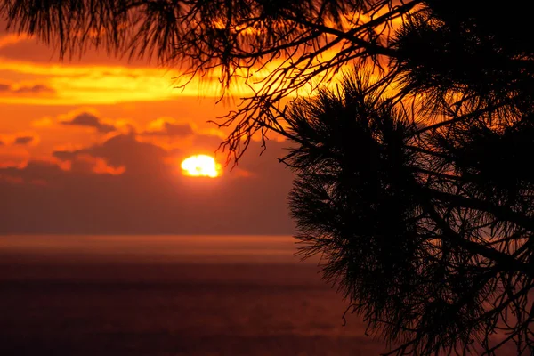 Pine tree branches in front of sunset behind the clouds with last light on the ocean, Dubrovnik, Croatia