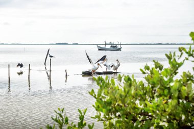 Chelem lagoon tekne, Meksika, Yucatan ile uçan Pelikans