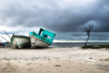 Sandal ağacı ve dramatik cennet, Chelem, Yucatan, Meksika lagün boyunca