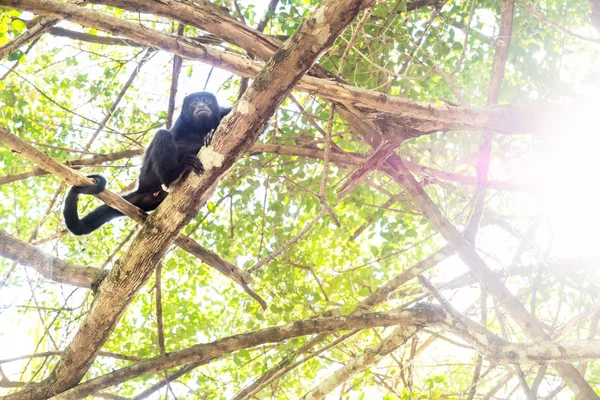 Scimmia Howler tra gli alberi illuminati dal sole, El Remate, Peten, Guatemala — Foto Stock