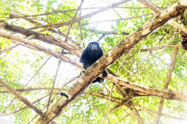 Mono aullador en árboles soleados mirando hacia abajo, El Remate, Petén, Guatemala —  Fotos de Stock