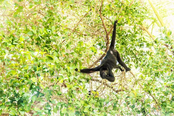 Mono aullador comiendo en árboles iluminados por el sol, El Remate, Petén, Guatemala —  Fotos de Stock