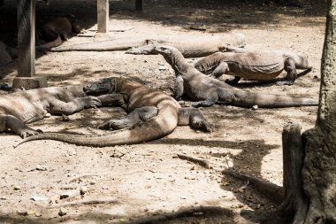 Rinca Adası'ndaki köyde Komodo ejderhaları, Komodo Ulusal Parkı, Endonezya
